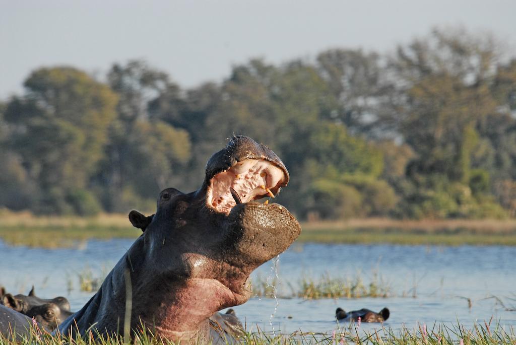 Divava Okavango Resort & Spa Bagani Extérieur photo